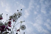20081008_1.jpg