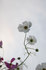 20081008_3.jpg