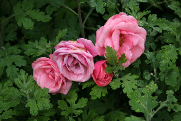 image0007