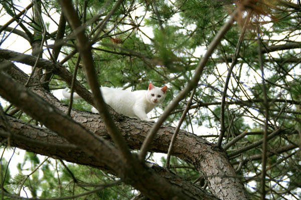 image0020