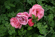 image0007
