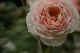 image0008