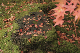 image0012