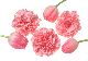 image0037